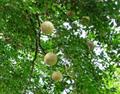 Feronia limonia
